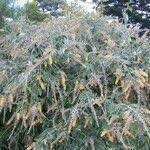 Image result for Buddleja madagascariensis