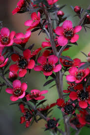 Just pick off the dead flowers whenever you get a spare moment. Pin On Flowers Beauty Colors And Design Patterns