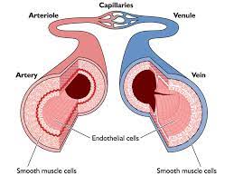 This product promises to improve your clarity, remove distractions, and improve memory with its powerful ingredients. An Introduction To Primary Endothelial Cells Lonza