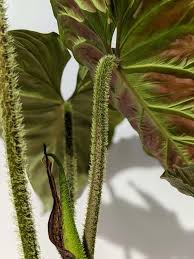 Image result for Viscum verrucosum