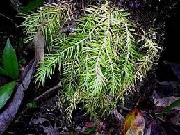 Image result for Huperzia dacrydioides