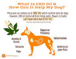 With many benefits of the cbd oil for dogs, we can't but conclude that a lack of awareness is the reason behind some veterinarian resistance to use. Best Cbd Oil For Dogs An All Natural Way To Ease Anxiety And Pain Caninejournal Com