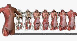 Keep your torso tall and upright as you step forward and back. Muscle Anatomy Female Torso African American 3d Model 249 Ma Free3d
