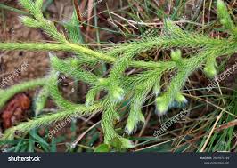 Image result for Lycopodium clavatum