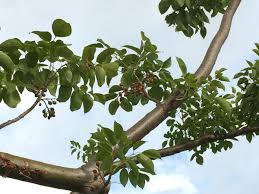 Image result for Burseraceae