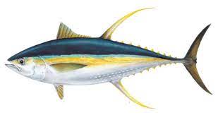 Oleh ilham prastyadiposting pada 1 pengertian yang dianut oleh seseorang akan mempengaruhi kegiatan belajar mengajar dalam kelas kurikulum menurut jurnal, pengertian kurikulum menurut para ahli, pengertian kurikulum menurut. Ikan Tuna Klasifikasi Jenis Kandungan Gizi Dan Grade Mutu Kajianpustaka Com