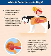 Signs of pancreatic cancer in dogs when the pancreas is starting to lose its function, he cannot produce enough insulin, the hormone responsible for regulating blood sugar levels. Pancreatitis In Dogs Symptoms Causes More Canna Pet