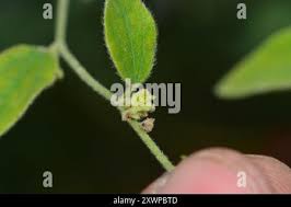 Image result for Cocculus hirsutus