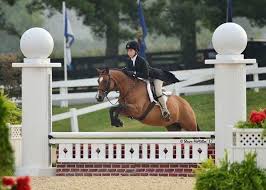 We offer training and have horses 4/sale. Finest Feather By Far Aka Tilly Big Bodied Medium Pony Out Of Llandfalle Better By Far Already Quali Hunter Jumper Horses Horse Life Show Jumping Horses