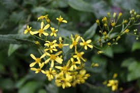 Image result for Hypericum revolutum