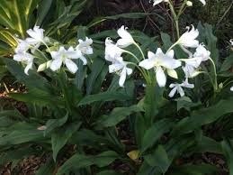 Image result for Crinum harmsii