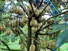 .sầu riêng thanh long táo vú sữa xoài đu đủ ổi bưởi chanh mãng cầu dâu tây hoa quả nhập khẩu cam nhập khẩu cherry. Quy Trinh Bon Phan Cho Sáº§u Rieng Vung Tay Nguyen