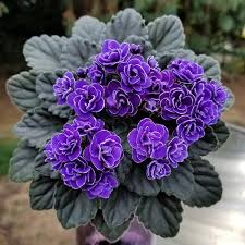 They are becoming popular in the united states. African Violets Source Violet Source
