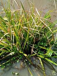 Image result for Ascolepis pusilla