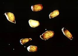 Image result for Striga junodii