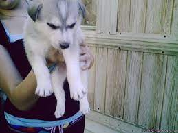 Check spelling or type a new query. Alaskan Malamute Puppies Price 400 For Sale In Laurelville Ohio Best Pets Online