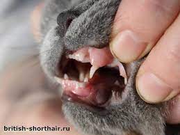 kogda u kotyat menyayutsya zuby british shorthair ru
