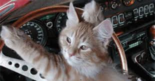 It Wasn T Exactly The Best Car But It Was Your Car Animated Animals Cats Cat Icon