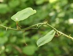 Greenbrier (smilax spp.) is a difficult vine to control in the landscape. Greenbrier Smilax Rotundifolia In Ontario