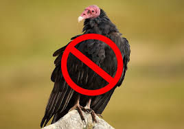 Other facts about north american turkey vultures 15 Tips On How To Get Rid Of Turkey Vultures Humanely World Birds