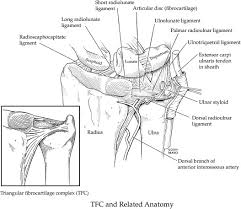 The triangular fibrocartilage complex (tfcc) is a complex structure that is a major contributor to the stability of the wrist. Arthroscopic And Open Repair Of The Tfcc Hand Clinics