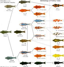 Nishikigoi Terms Ipponhi Continous Hi Pattern With No Break From Head To Tail Koi Fish Colors Koi Fish Koi Carp Fish