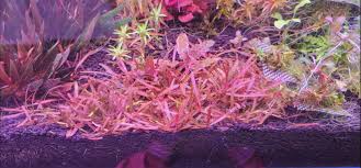Image result for Hygrophila mutica