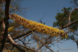 Image result for Elephantorrhiza goetzei