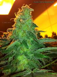 Galería de Variedades: Santa Maria (No Mercy Supply) PIC #4281 by No Mercy  Supply