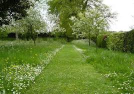 Meadow Avenue Meadow Garden Garden Design Landscape Design