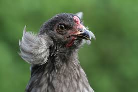 Gli allevatori sono riusciti a ottenere questa razza incrociando il minore bianco e nero con un gallo da combattimento di colore blu. Araucana La Gallina Dalle Uova Blu Informazioni E Caratteristiche