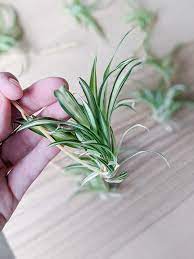 How To Propagate Spider Plants Easily In Water Including Babies Plant Care Houseplant Spider Plant Babies Spider Plants