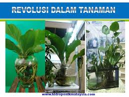 Jenis pokok yang boleh hidup dalam air. Kazz Hidroponik Tanam Pokok Dalam Rumah Tak Guna Facebook
