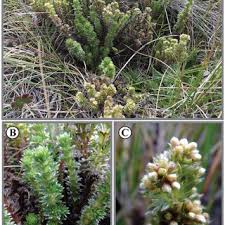 Image result for Hirpicium bechuanense