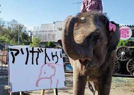 See more of 市原ぞうの国 on facebook. å¸‚åŽŸ ãžã† ã® å›½