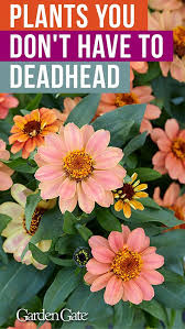 Container Plants That Don T Need Deadheading Easy Care Plants Plants Container Plants
