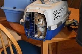 Best friends animal clinic also provides emergency care. Spay And Neuter The Step To Prevention News The Shawnee News Star Shawnee Ok