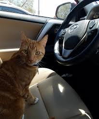 Want to know how to travel with a cat? How To Safely Transport A Cat In Your Vehicle Pro Pet Hero