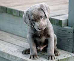 We are members of a local all breed club, medina kennel club, as well as members of the labrador retriever club (national parent club for the akc) and the northern ohio labrador retriever club. Akc Silver Labrador Puppies For Sale In Peebles Ohio Classified Americanlisted Com