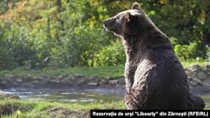 Romania said wednesday it is investigating the killing of a large brown bear that activists allege was illegally shot by a liechtenstein . Liechtenstein Prince Accused Of Poaching Romania S Largest Bear