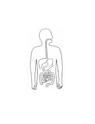 Blank Digestive System Teaching Resources