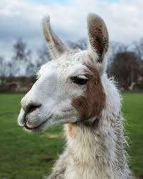 Image result for llama