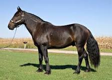 are-mustangs-protected