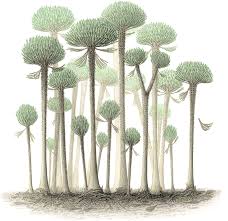 Image result for Cladostemon