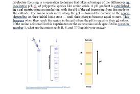 Capillary Isoelectric Focusing After Sample Enrichment With Immunoaffinity  Chromatography In A Single Capillary | Scientific Reports