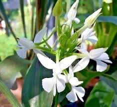 Image result for Habenaria cirrhata