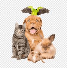 Find or advertise puppies and kittens for sale on pets4you.com. Pet Sitting Dog Cat Puppy Puppy Kitten Bunny Animals Cat Like Mammal Png Pngegg