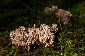 Image result for Clavulina cinerea