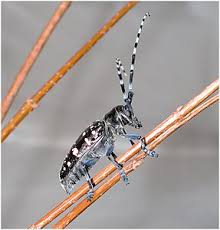 Look for them in herb, vegetable, and flower gardens. Asian Long Horned Beetle Wikipedia