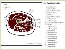In clinical anatomy the thigh muscles are divided into three groups: Presentation1 Pptx Radiological Anatomy Of The Thigh And Leg